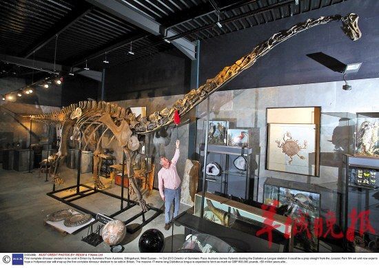 这副梁龙骨架长约16．8米，高约6米，超过双层公共汽车。