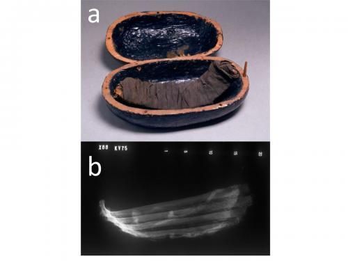 在由亚和图玉（公元前1386年至1349年）陵墓中发现的被制成木乃伊的牛肋条肉