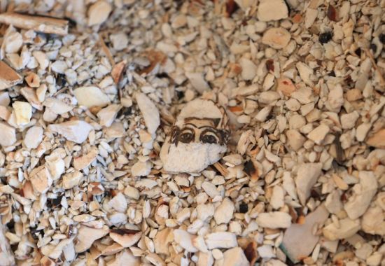 美国销毁一批重大6吨的象牙及象牙制品