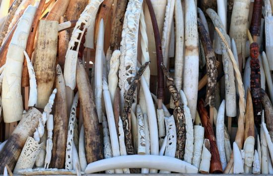 美国销毁一批重大6吨的象牙及象牙制品