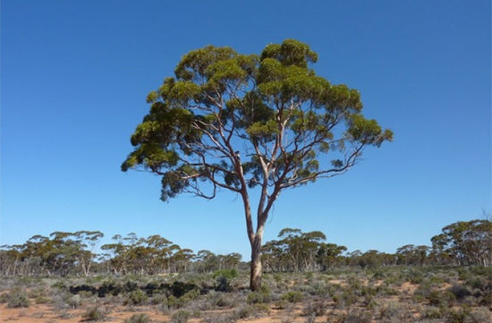 澳发现金子树：500棵树提取黄金可做1枚戒指
