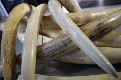 象牙有价，令不法商人用尽方法进行偷运。