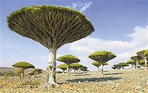 印度洋小岛古树存活2000万年