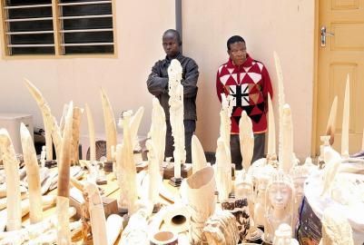 多哥警方在首都洛美查获超700公斤象牙及象牙制品
