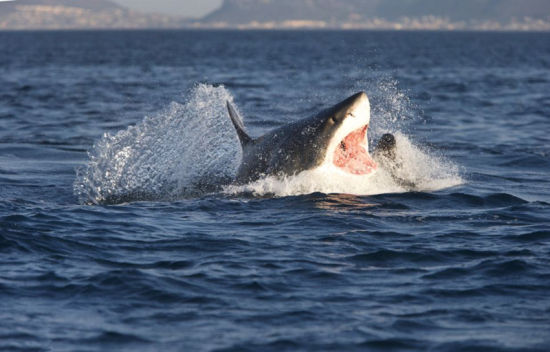 大白鲨捕食海豹瞬间