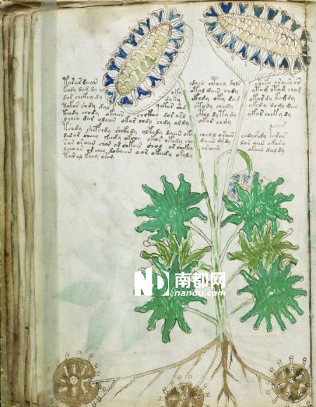 伏尼契手稿的植物插图让人匪夷所思，似乎完全是凭空想象的产物
