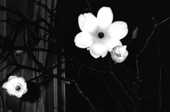 荒木经惟的作品