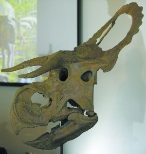 “大角巨鼻”恐龙现身美犹他州