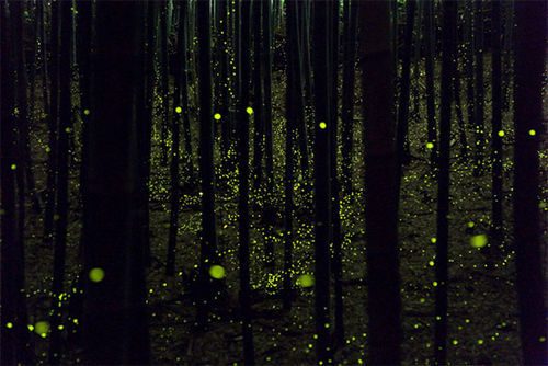 萤火虫：仙女的最后之舞