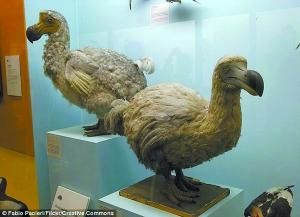 渡渡鸟，一直在没有任何天敌的情况下进化，但由于人类为了获取食物展开的疯狂捕杀，这种鸟类最终走向灭绝。