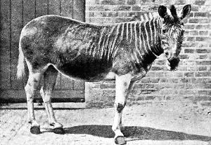 已灭绝的草原斑马——斑驴。