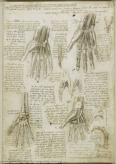 达芬奇通过4幅解剖图阐述了手部的成层结构。他首先从骨骼画起，而后是手掌肌肉，最后是第一层和第二层腱