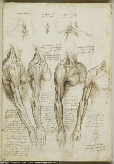 肩部、手臂和颈部肌肉，创作于1510年至1511年之间。达芬奇的很多人体解剖素描年代可追溯到1510年到1511年，当时他与解剖学教授马肯托尼欧-德拉-托莱合作，在帕维亚大学医学院解剖了大约20具尸体