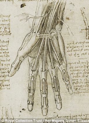 达芬奇创作的手部解剖素描与现代医学扫描技术获取的手部解剖结构图像，前者拥有怎样的准确性我们一看便知