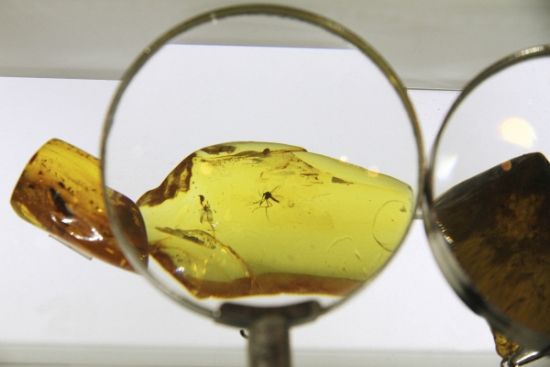 封印在琥珀内的昆虫