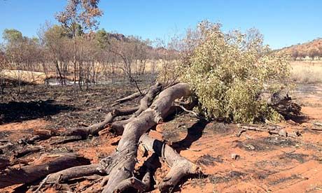 距爱丽斯泉16公里左右的鬼桉树在遭到纵火破坏后的样子。 北领地政府/AFP/Getty Images 供图