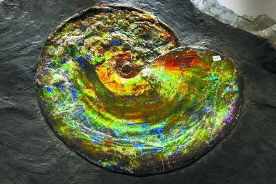 产自加拿大的彩斑菊石。彩斑菊石一般约有八千万年到一亿年以上，因表面光泽间的层距绕射效应，令其呈现独特类似欧珀石的变彩。彩斑菊石的主要成分为方解石。