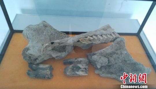 图为在康保县内发现的猛犸象化石。 刘洋 摄