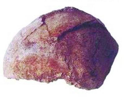 二号男性头骨化石