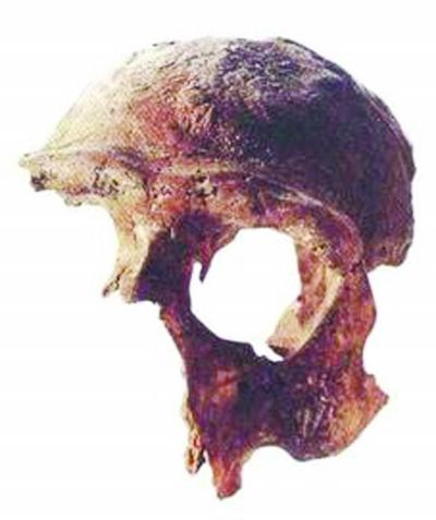 一号女性头骨化石