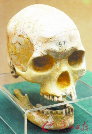 香港东湾仔出土的史前女性头骨。