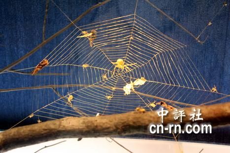 吴卿金雕作品“大蜘蛛生态”，以拉得极细的金丝，组成层层迭迭的蜘蛛网。(嘉义市政府提供)