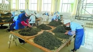 云南临沧茶厂。
