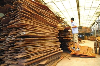 业内人士认为，从原木上取材，利用率高于板材。资料图片
