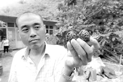 在河北省承德市兴隆县青松岭镇蚂蚁沟村，一位农民正在展示一对已经把玩了3年的麻核桃。　　记者　王民　摄