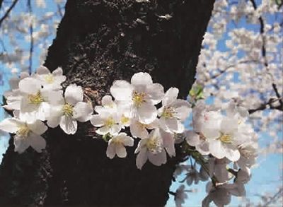 ■《盛开的樱花》粗黑的树身更显盛开的樱花 黄费小 摄