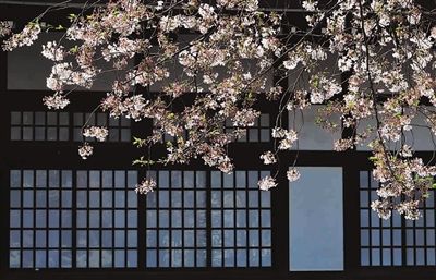 ■ 《屋前樱花》 建筑与树枝的线形构成简洁画面 兰翔 摄