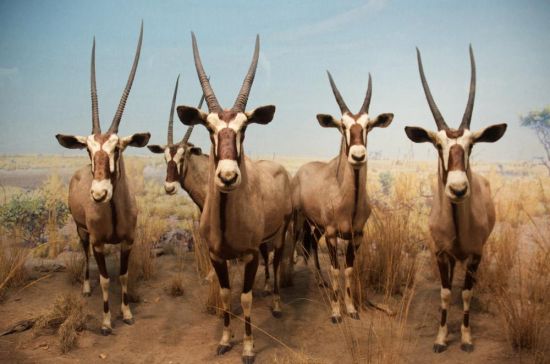 (图片：大羚羊群，戴维·杰森拍摄于2012年)
