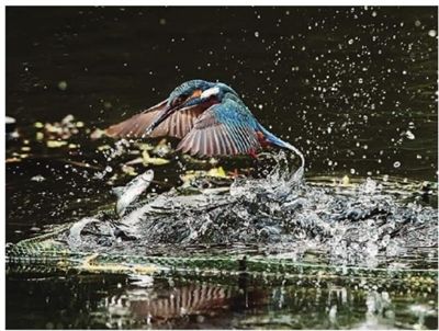  ■ 《鸟语对话》 用水滴渲染画面的效果 宋伟忠 摄