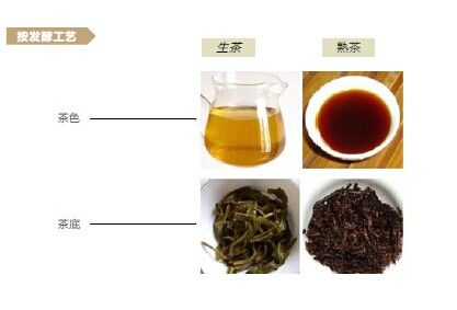 普洱茶按发酵工艺分类：分为生茶和熟茶。