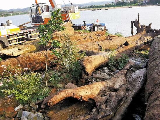 惠州东江江底挖出的木头