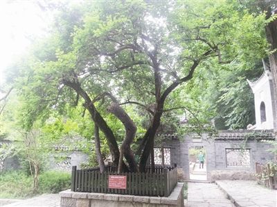 　　被折枝后的“欧梅”