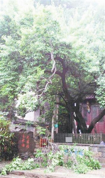 　　“欧梅”折枝现场