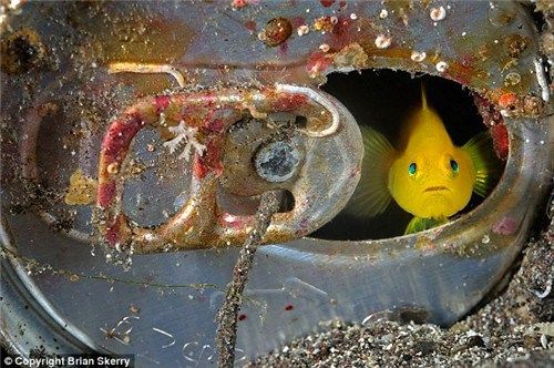 美丽的黄虾虎鱼从日本附近海域的一个破罐子里轻盈地游出