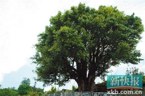 年古茶树
