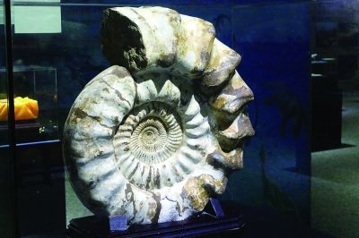 　海螺化石。 　　(以上图片化石均为石博宇宙城藏品。)