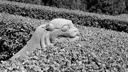 南面“捉迷藏”的石虎