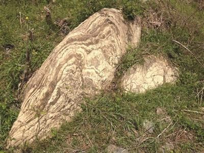 被市民发现的“古树木化石”