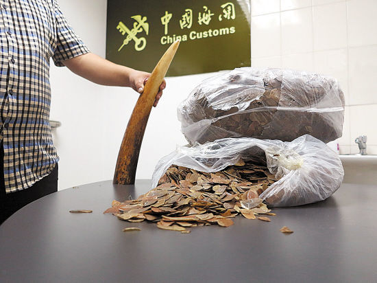 缴获的走私象牙