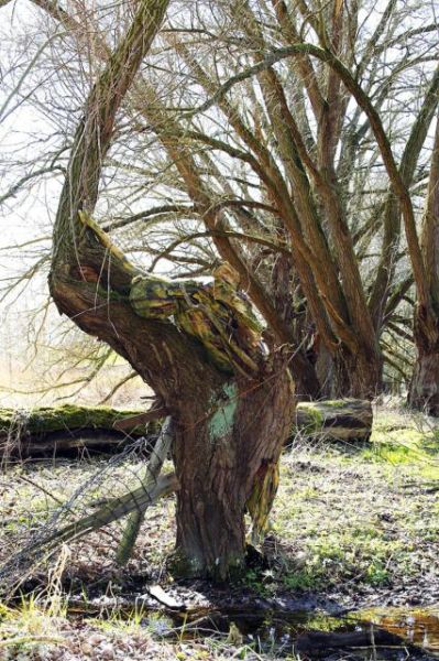 德艺术家彩绘模特“隐身”树林