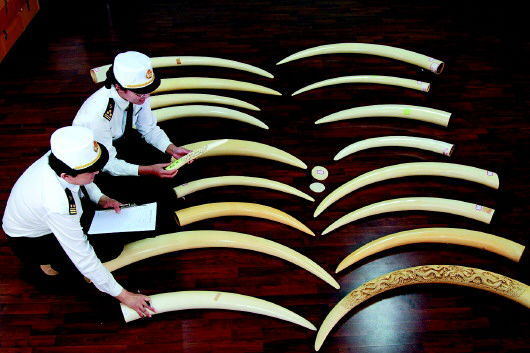 近日,青岛海关驻邮局办事处在7个寄自日本的邮包内查获十几根象牙。