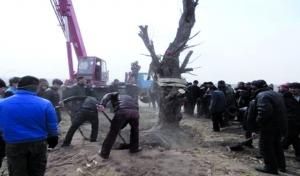 村民们正重新栽种古树 摄影 通讯员 张 萌
