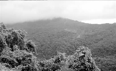海南岛西部的昌江县有座霸王岭，属国家重点自然保护区，而且这里还生长着野生海南黄花梨。