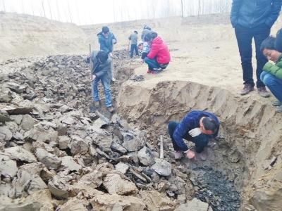 附近村民正在土坑里挖千年古莲子