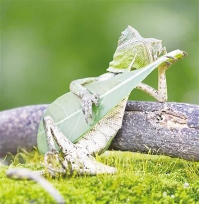 摄影师拍下玩“吉他”蜥蜴 抱着一片树叶摆出造型 