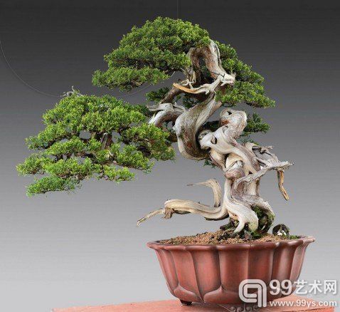  盆景艺术走进拍卖市场